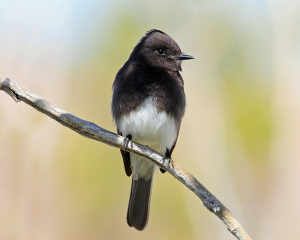 blackphoebe